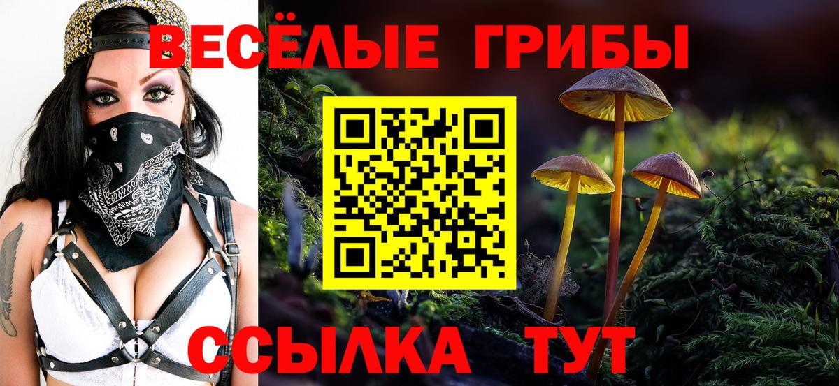 Псилоцибиновые грибы Psilocybine cubensis Томск